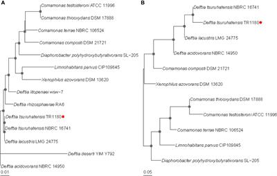 Genomic Analysis of Delftia tsuruhatensis Strain TR1180 Isolated From A Patient From China With In4-Like Integron-Associated Antimicrobial Resistance